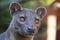 Fossa looking out at the world