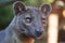 Fossa looking out at the world