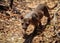 Fossa roaming for food, Kirindy Forest, Morondava, Madagascar