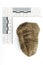 Fossil of African trilobite documented on white background with measure