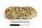 Fossil of African trilobite documented on white background with measure