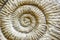 Fossil Ammonite Closeup