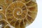 Fossil ammonite or snail