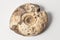 Fossil ammonite on white background