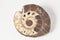 Fossil ammonite on white background