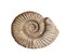 The fossil of ammonite on white background,isolated