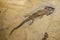 Fossil of an amphibian, sclerocephalus auseris