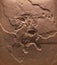 The fossil of archaeopteryx skeleton in stone