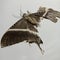 a fossil butterfly with partially damaged wings