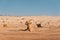 Fossil dunes landscape of formations of wind-swept sand in Abu Dhabi UAE