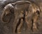 Fossil of elephant skeleton