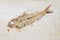 Fossil fish. Close up of prehistoric Knightia alta specimen from