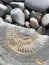 Fossil - Jurassic Coast, South West England, UK