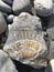 Fossil At Kilve Beach- Jurassic Coast, South West England, UK