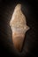 Fossil Mosasaur Tooth on wood background with root