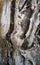 fossil natural grande marble texture