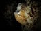 Fossil sea biscuit embedded underwater in the flooded underground cavern at Devil's Den, Williston Florida