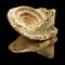 Fossil sea snail shell piece, possibly genus Conus, inner spiral visible, isolated on black