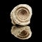 Fossil sea snail shell piece, possibly genus Conus, inner spiral visible, isolated on black