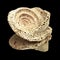 Fossil sea snail shell piece, possibly genus Conus, inner spiral visible, isolated on black