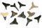 Fossil Shark\'s Teeth.