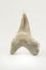 Fossil shark tooth isolated on a white background