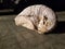 Fossil shell appears like sleeping armadillo