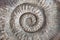 Fossil shell pattern spiral texture
