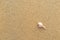 Fossil shell on the sand beach