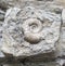 Fossil snail.