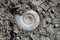 Fossil snail displayed in badlands soil