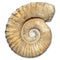 Fossil spiral snail stone real ancient shell