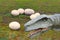 Fossil stone eggs of a dinosaur