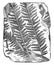 Fossil Tree Fern vintage illustration