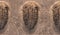 Fossil trilobites imprinted in the sediment pattern. 4 Billion Year old Trilobite