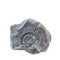 Fossile ammonite on white background