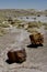 Fossilised logs at The Petrified Forest National Park, AZ, USA