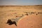 Fossilised tree in african desert