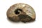 fossilized ammonite