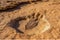 Fossilized dinosaur footprint embedded in sedimentary rock