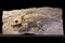 fossilized fish skeleton in a limestone slab