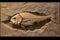 fossilized fish skeleton in a slab of rock