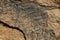 Fossilized Leaf in Sedimentary BC Rocks