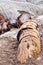 Fossilized log broken in sections, Petrified Forest, Arizona