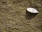 Fossilized Seashell