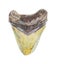 Fossilized shark tooth