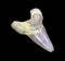 Fossilized shark tooth on black background