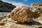Fossilized shell of an extinct sea creature preserved forever in the rock face.. AI generation