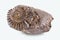 Fossilized snail in the stone, ammonite