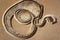 Fossilized snake coiled in death